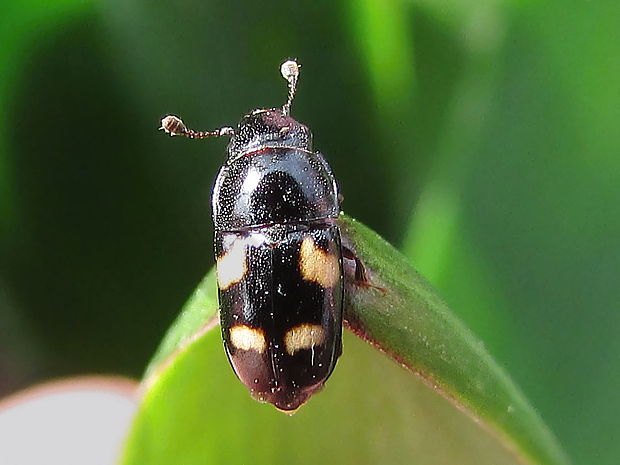 lesknáček Glischrochilus quadrisignatus