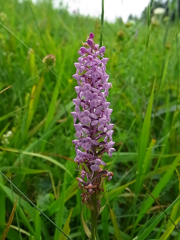 päťprstnica hustokvetá Gymnadenia densiflora (Wahlenb.) A. Dietr.