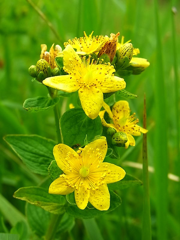 ľubovník bodkovaný Hypericum perforatum L.