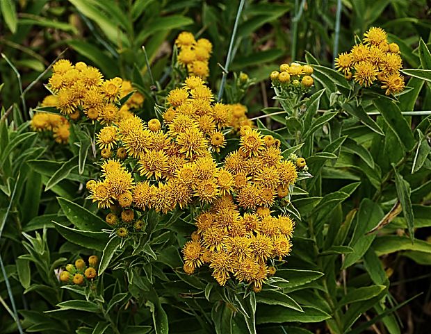 oman nemecký Inula germanica L.