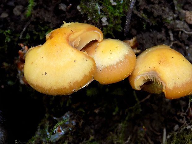 šupinačka menlivá Kuehneromyces mutabilis (Schaeff.) Singer & A.H. Sm.