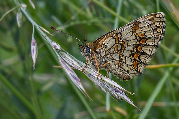 hnedáčik skorocelový  Melitaea athalia