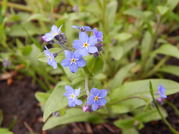 nezábudka Myosotis sp.