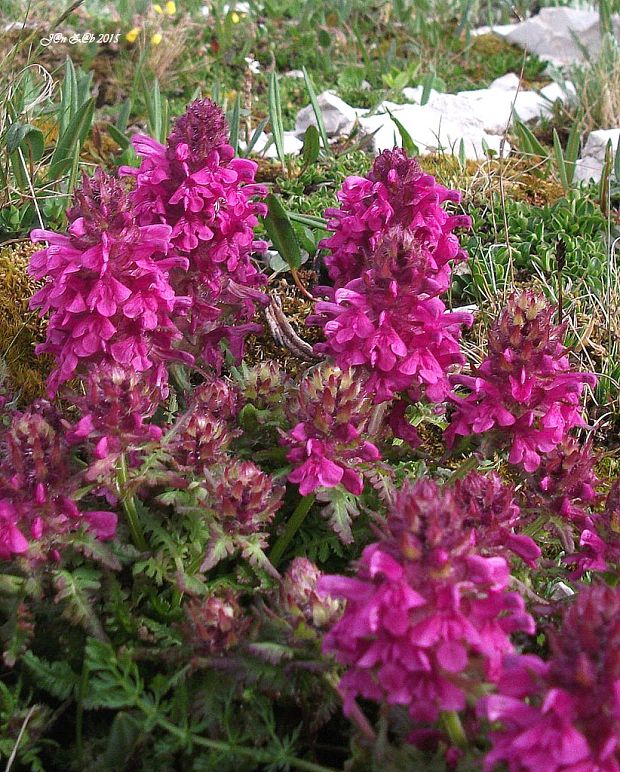 všivec praslenatý Pedicularis verticillata L.