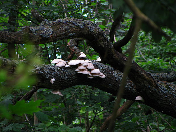 hliva buková Pleurotus pulmonarius (Fr.) Quél.