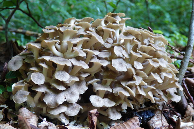 trúdnik klobúčkatý Polyporus umbellatus (Pers.) Fr.