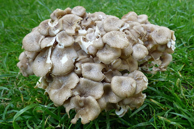 trúdnik klobúčkatý Polyporus umbellatus (Pers.) Fr.