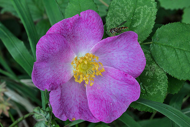 ruža galská Rosa gallica L.