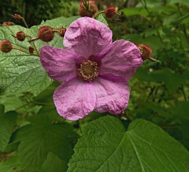 ostružina voňavá Rubus odoratus L.