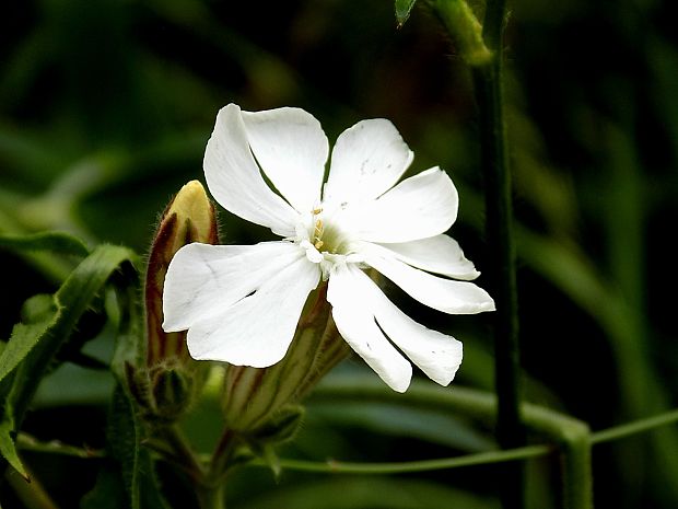 silenka biela pravá Silene latifolia subsp. alba (Mill.) Greuter et Burdet