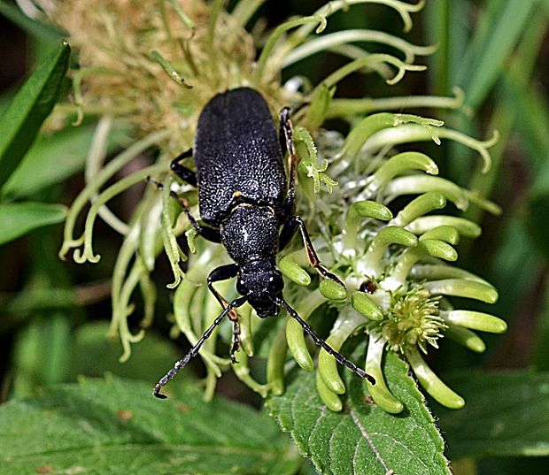 fúzač Stictoleptura scutellata