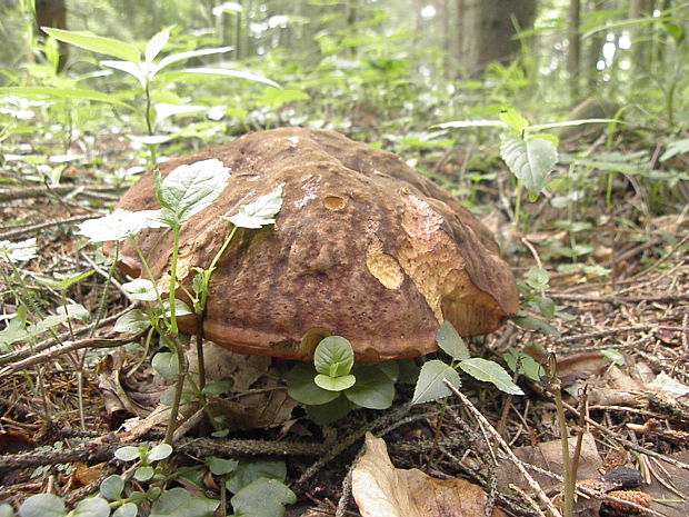 hríb zrnitohlúbikový Sutorius luridiformis (Rostk.) G. Wu & Zhu L. Yang