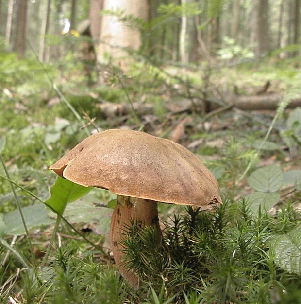 hríb zrnitohlúbikový Sutorius luridiformis (Rostk.) G. Wu & Zhu L. Yang