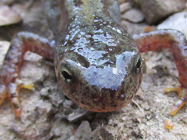 čolek horský Triturus alpestris