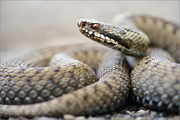 vretenica severná Vipera berus