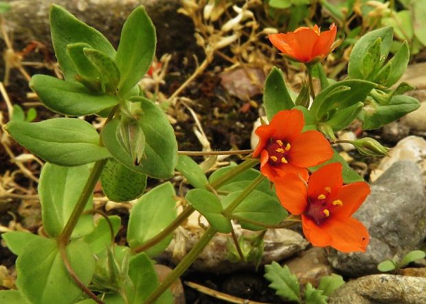 drchnička roľná Anagallis arvensis L.