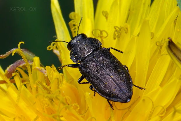 krasoň Anthaxia godeti