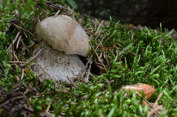 hríb smrekový Boletus edulis Bull.