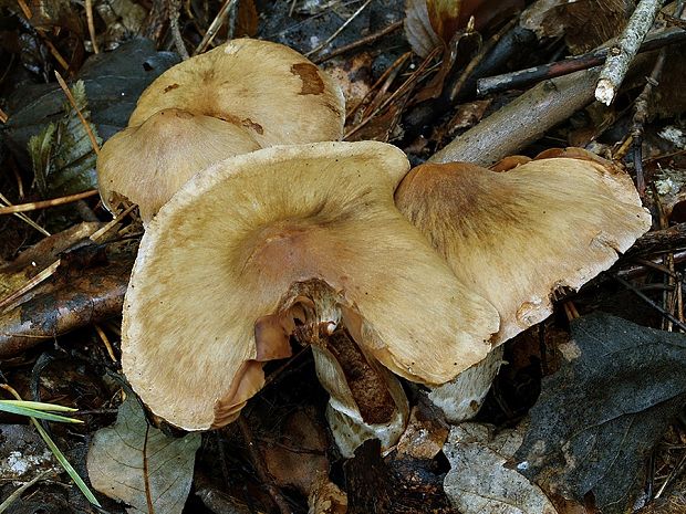 pavučinovec kužeľovitý Cortinarius conicoides Bidaud