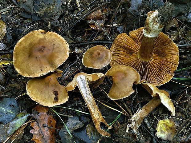 pavučinovec kužeľovitý Cortinarius conicoides Bidaud