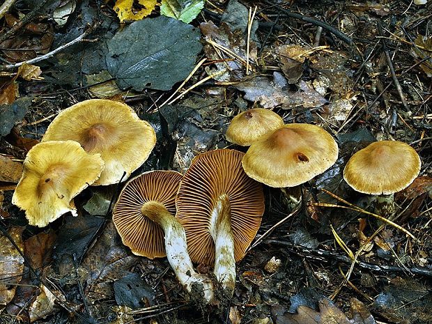 pavučinovec kužeľovitý Cortinarius conicoides Bidaud