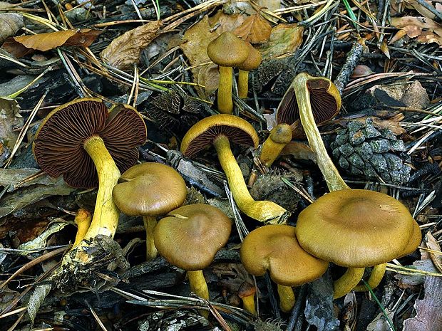 pavučinovec krvavolupeňový Cortinarius semisanguineus (Fr.) Gillet