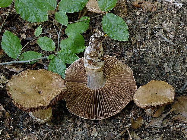 pavučinovec prstencový Cortinarius torvus (Fr.) Fr.