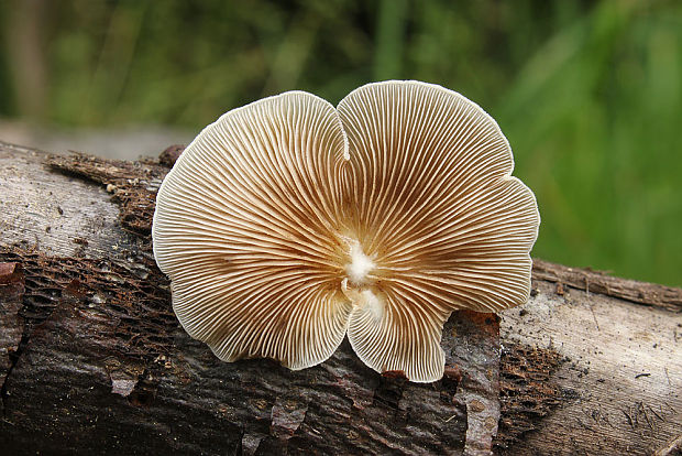 pahliva Crepidotus sp.