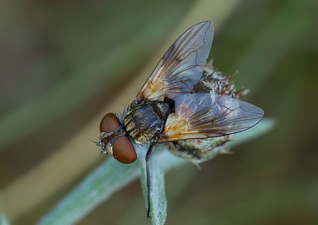 bystruša plochá Ectophasia crassipennis