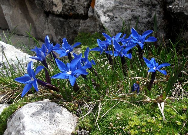 horec triglavský Gentiana terglouensis Hacq.