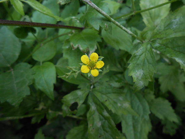 kuklík mestský Geum urbanum L.