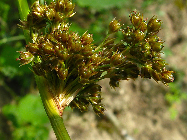 sitina klbkatá Juncus conglomeratus L.