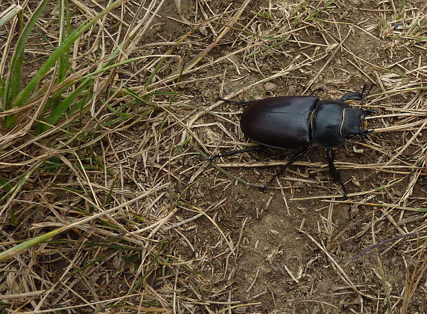 roháč obyčajný Lucanus cervus