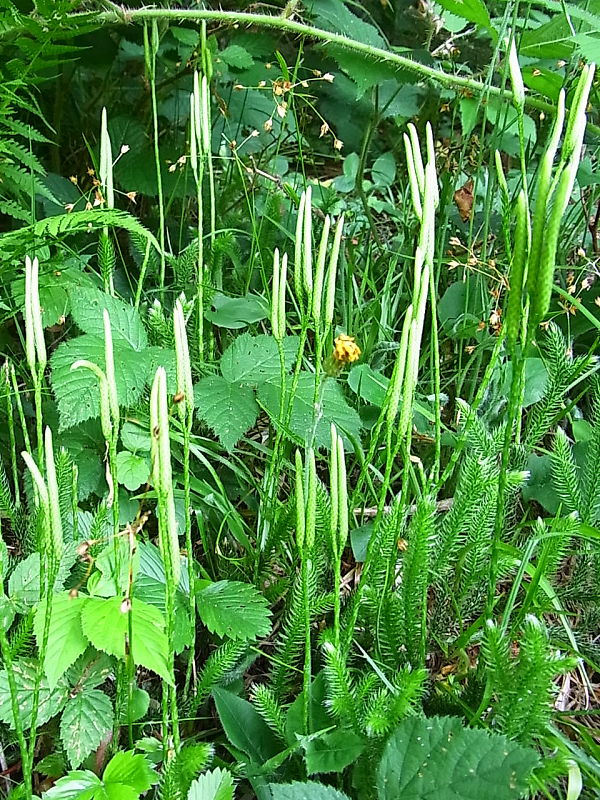 plavúň obyčajný Lycopodium clavatum L.