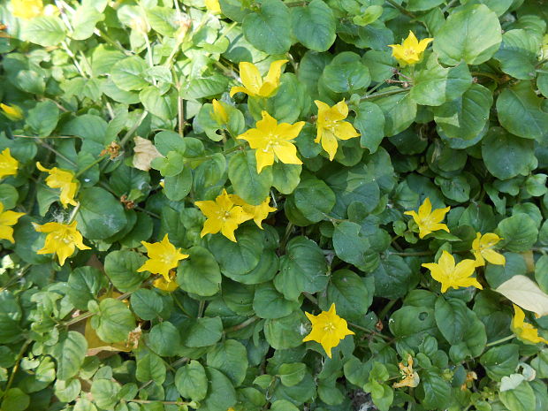 čerkáč peniažtekový Lysimachia nummularia L.