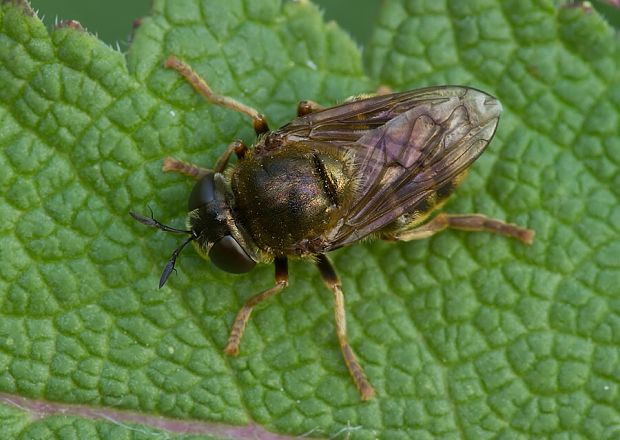 pestrica mravčia Microdon devius