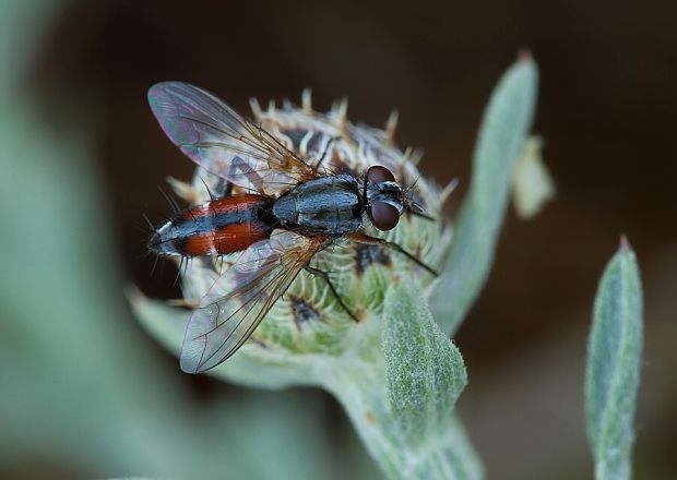 bystruša Mintho rufiventris