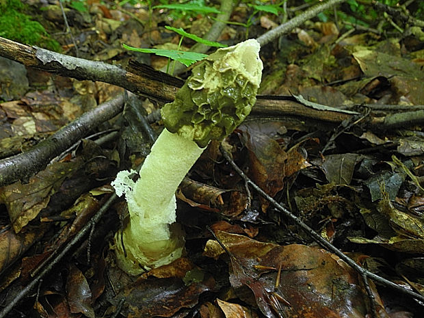 hadovka smradľavá Phallus impudicus L.