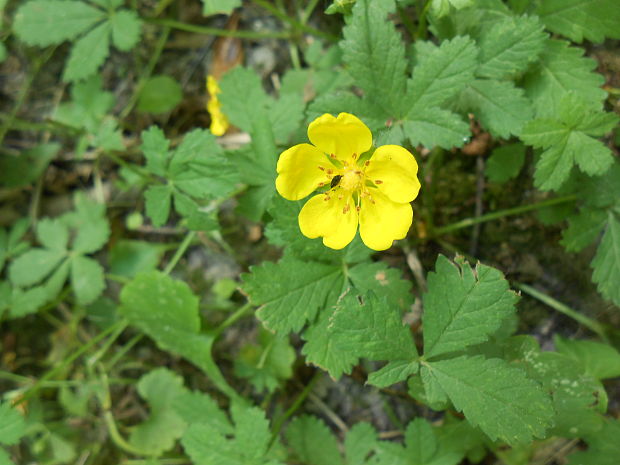 nátržník plazivý Potentilla reptans L.