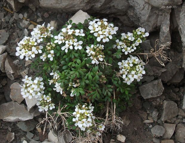 žeruška alpínska Pritzelago alpina (L.) Kuntze