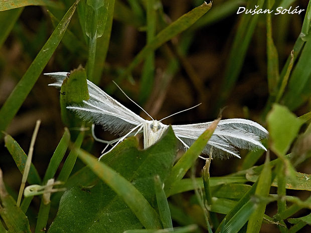 pierkavec povojový Pterophorus pentadactyla