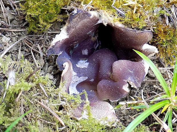 tulipánovka fialová Sarcosphaera coronaria (Jacq.) J. Schröt.