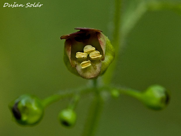 krtičník hľuznatý Scrophularia nodosa L.