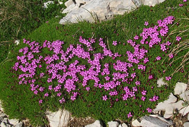 silenka bezbyľová Silene acaulis (L.) Jacq.