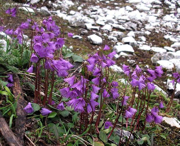 soldanelka Soldanella alpina L.