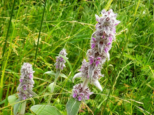 čistec nemecký Stachys germanica L.