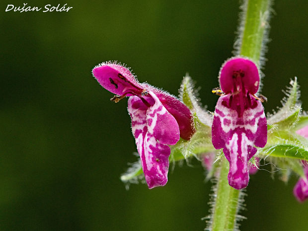 čistec lesný Stachys sylvatica L.