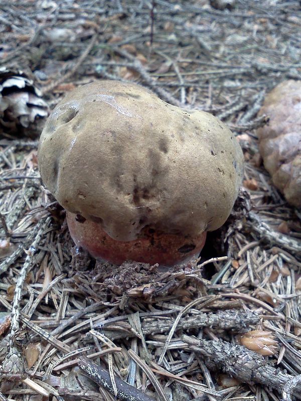 hríb zrnitohlúbikový Sutorius luridiformis (Rostk.) G. Wu & Zhu L. Yang