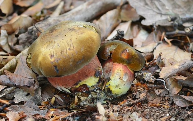 hríb zrnitohlúbikový Sutorius luridiformis (Rostk.) G. Wu & Zhu L. Yang