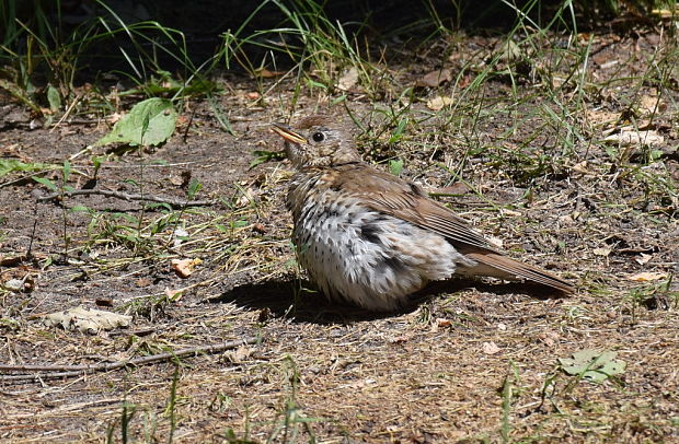 drozd plavý Turdus philomelos